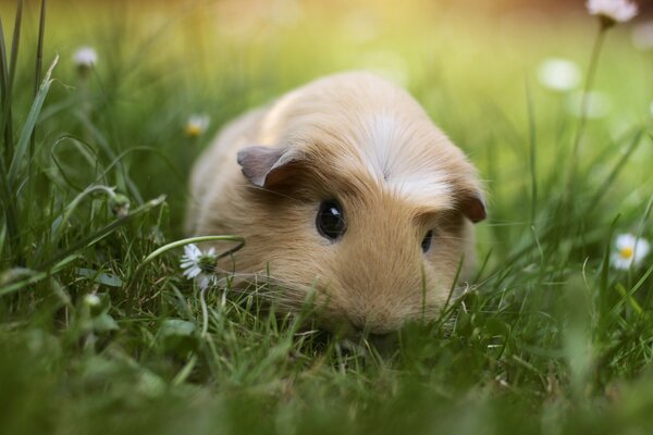 Guinea pig on the grass