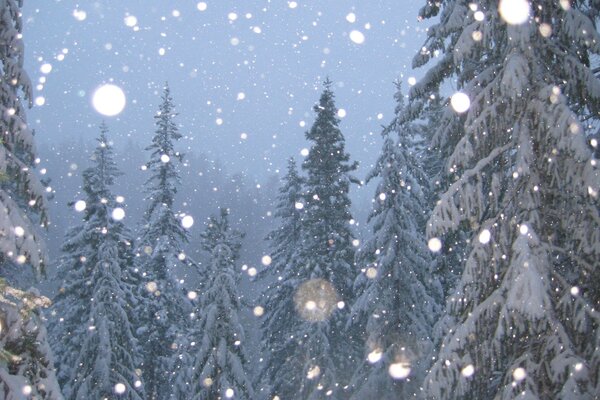 Hiver. Épinettes enneigées et neige qui tombe