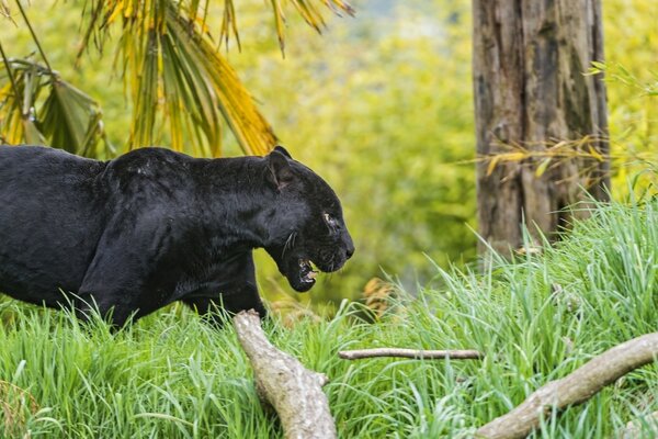 Schwarzer Panther in natürlicher Umgebung