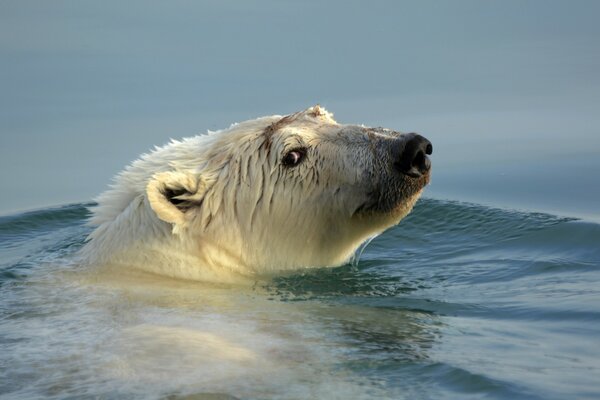 Ours polaire flottant sur l eau