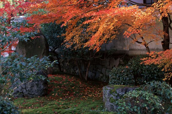 Follaje amarillo del Jardín japonés sobre rocas de piedra