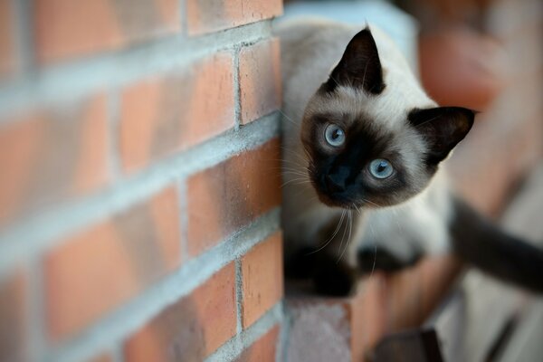 Siamese cat at the wall