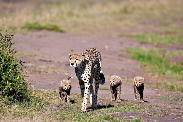 Guepardo con cachorros caminando