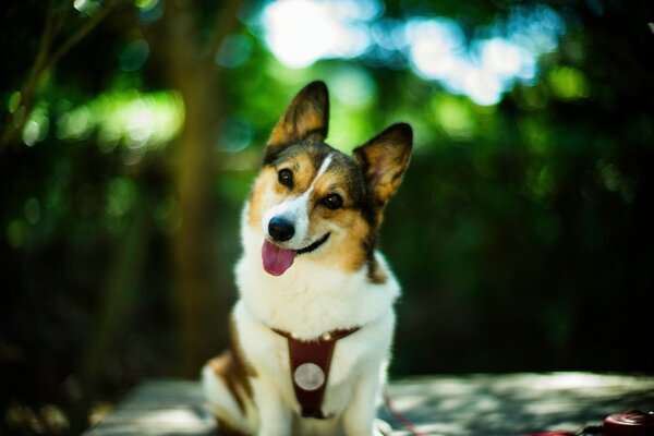 Art des Bokeh-Hundes, Freund des Menschen