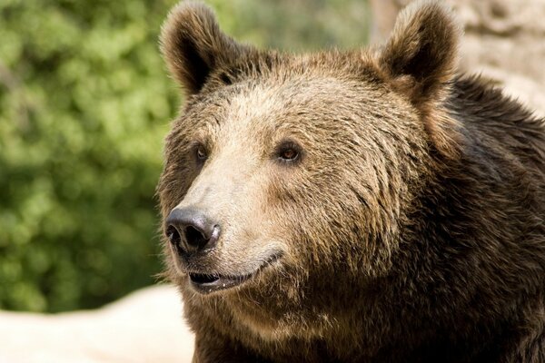 Un vero orso russo smilaka