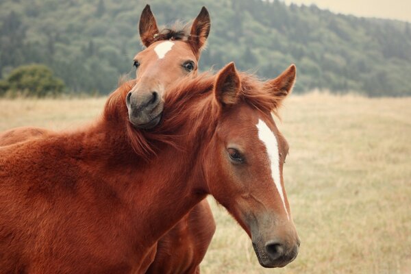 Coppia di cavalli in una riserva naturale