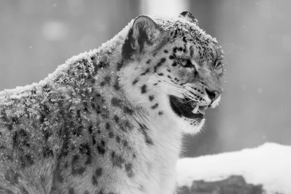 Schwarzer und weißer Leopard im Winter