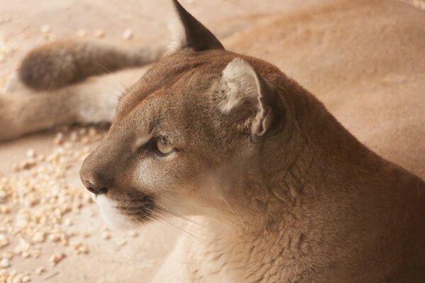 Cougar Wildkatze schaut leidenschaftlich in die Ferne