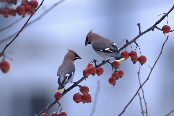 A whistle on a branch strewn with red berries