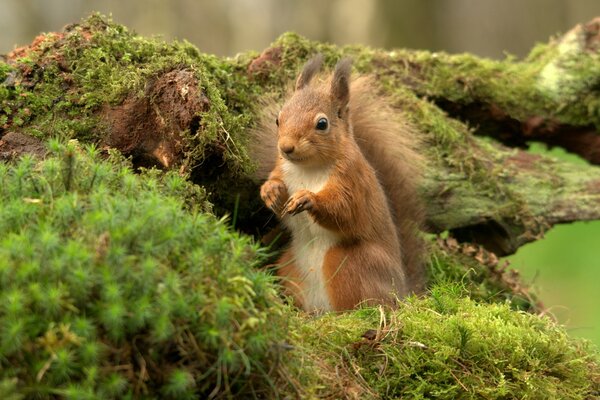 The squirrel raised its paws. Green background