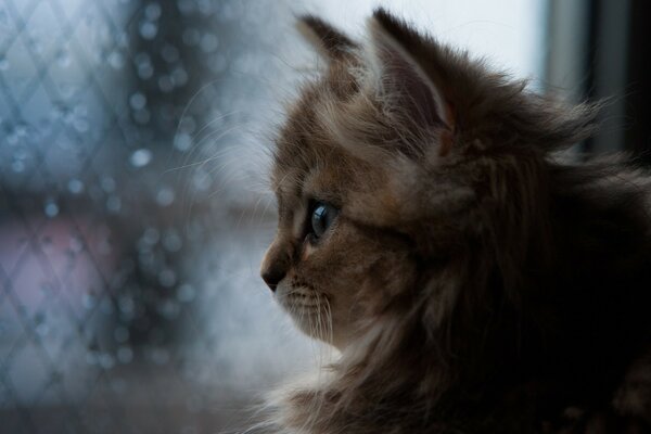 Cute kitten looks out the window