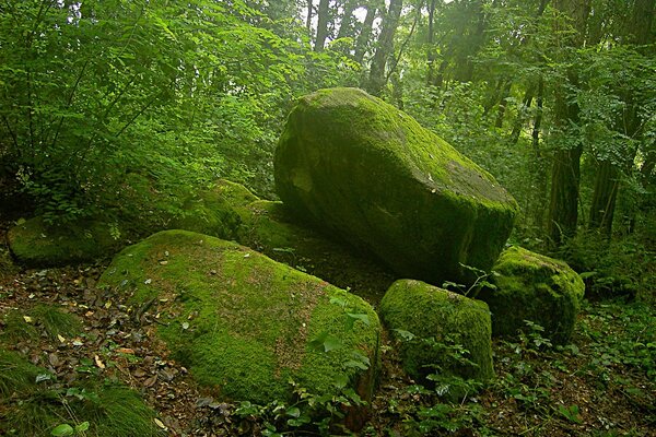 Die Steine sind mit Moos bedeckt Schönheit