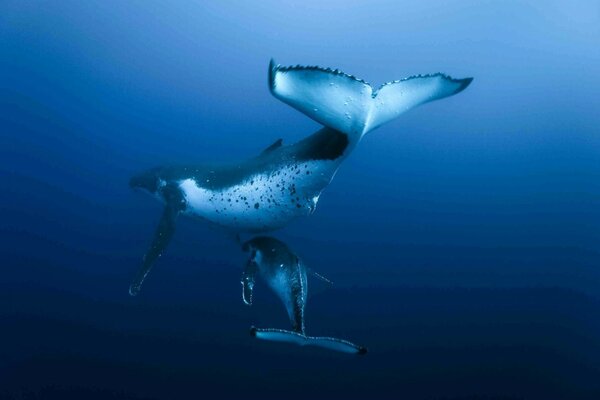 Dos delfines en el océano. Mundo submarino