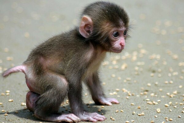 The baby monkey is funny small and shaggy