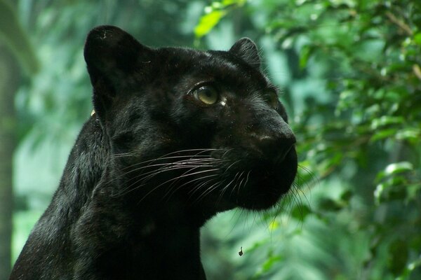 El gato montés es bueno en el follaje