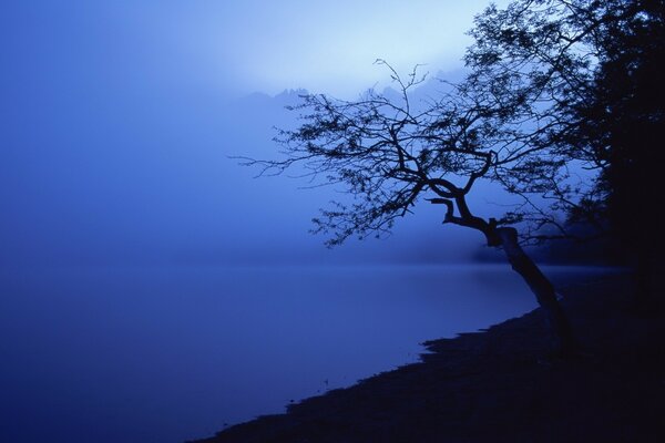 Gloomy blue shore with a lonely tree