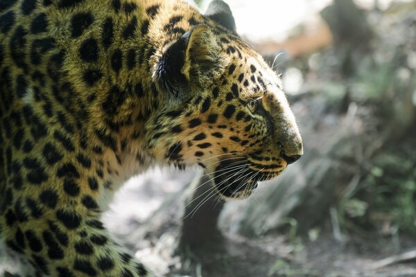 Profilo del leopardo sullo sfondo della natura