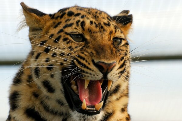 Wild cat leopard baring its fangs