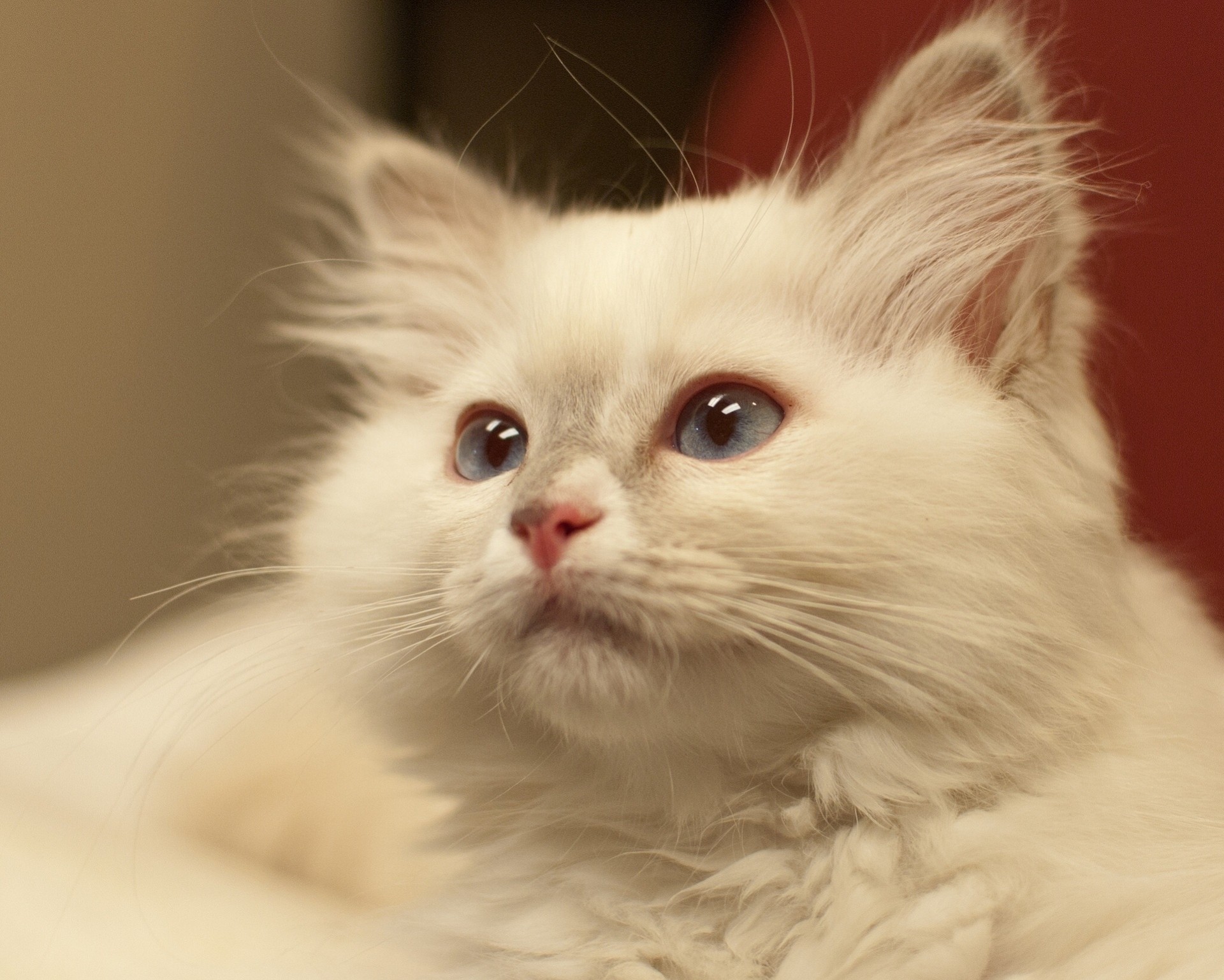 retrato gato gato blanco caballo de shair