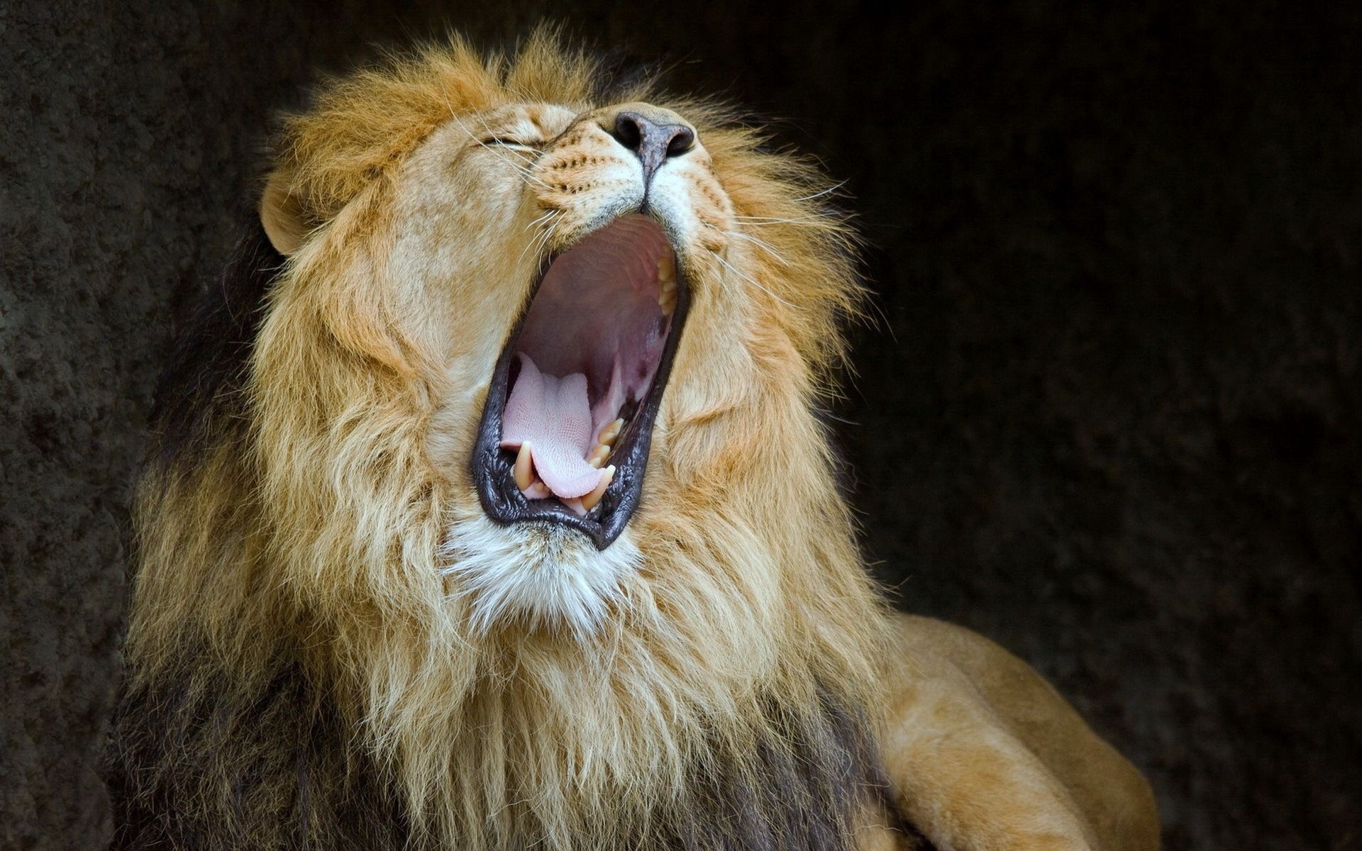 prédateur lion bouche