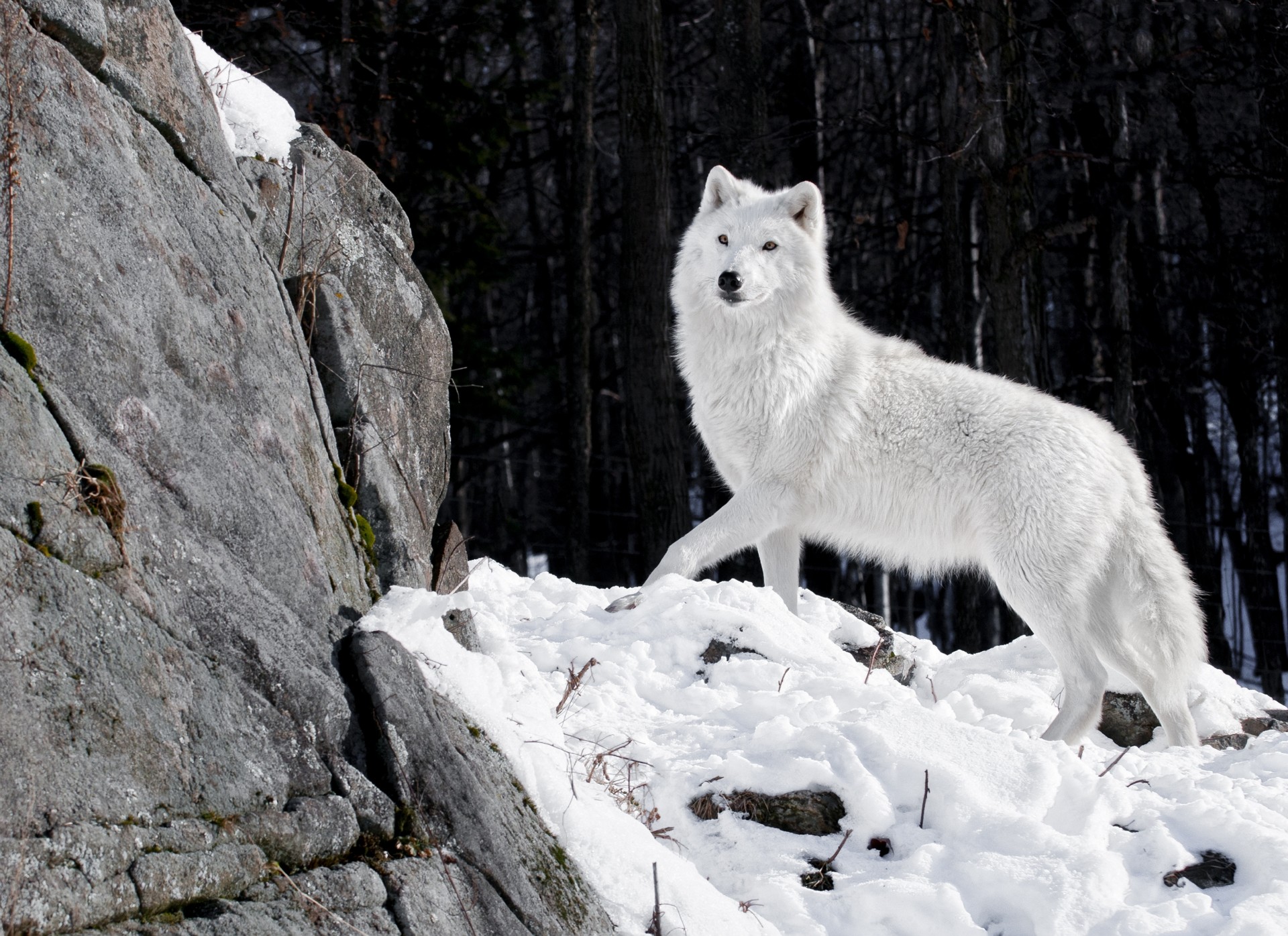 pierres prédateur loup forêt neige hiver blanc