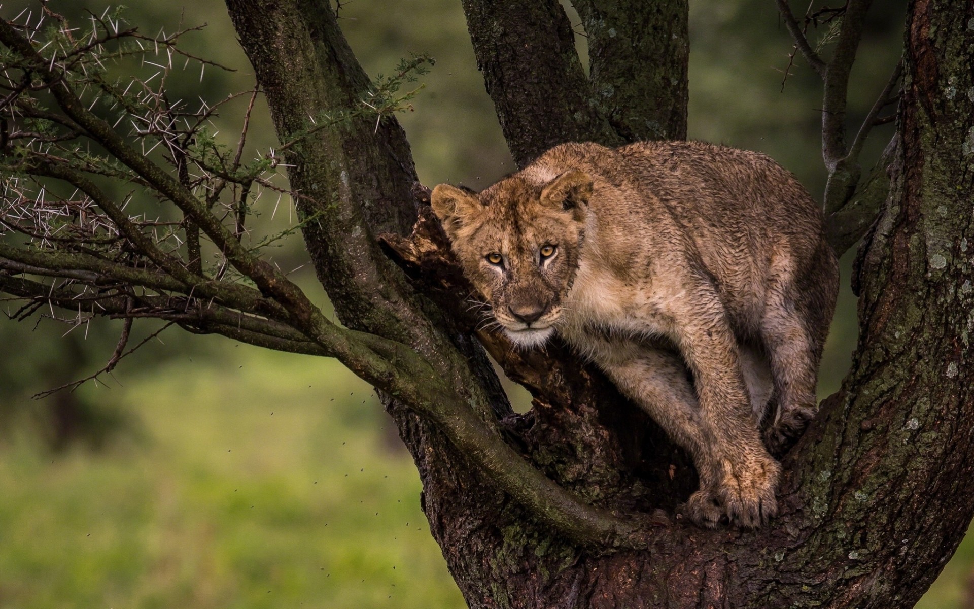 lionceau lion arbre