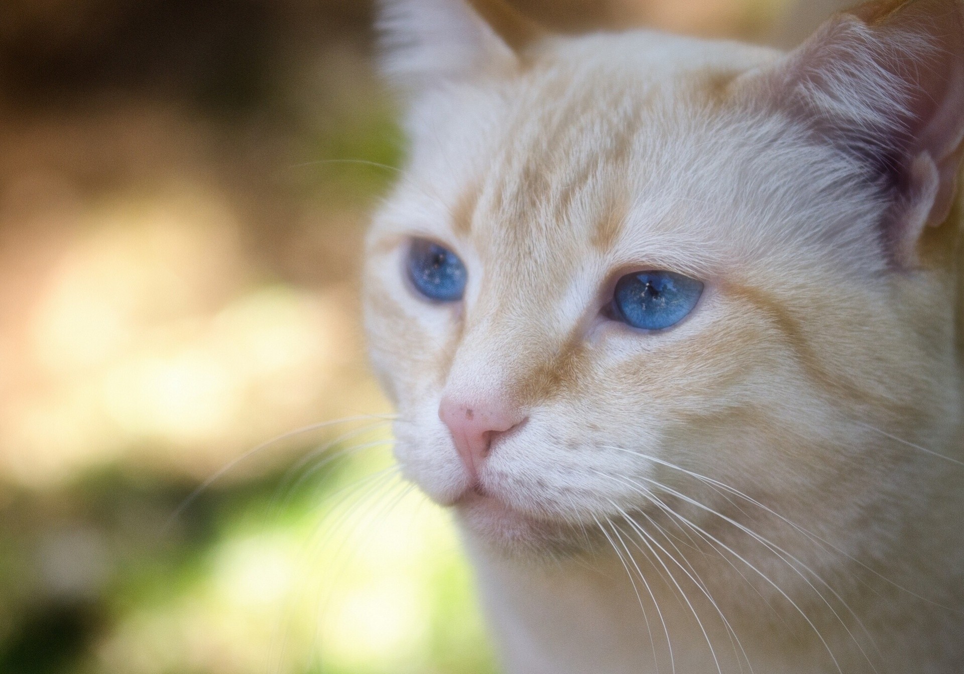 blaue augen shayr-pferd katze porträt