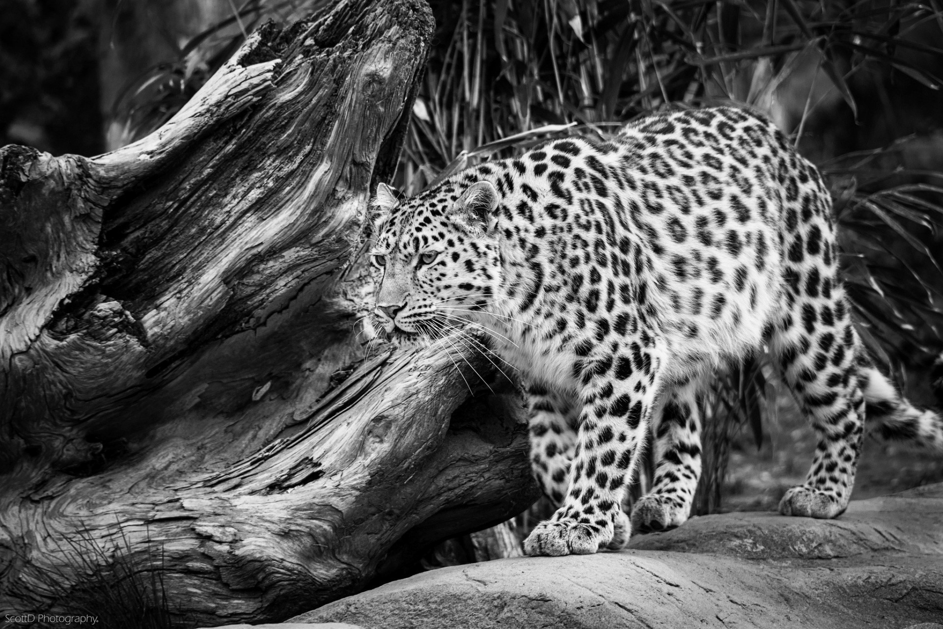 chat sauvage léopard d amour léopard noir et blanc