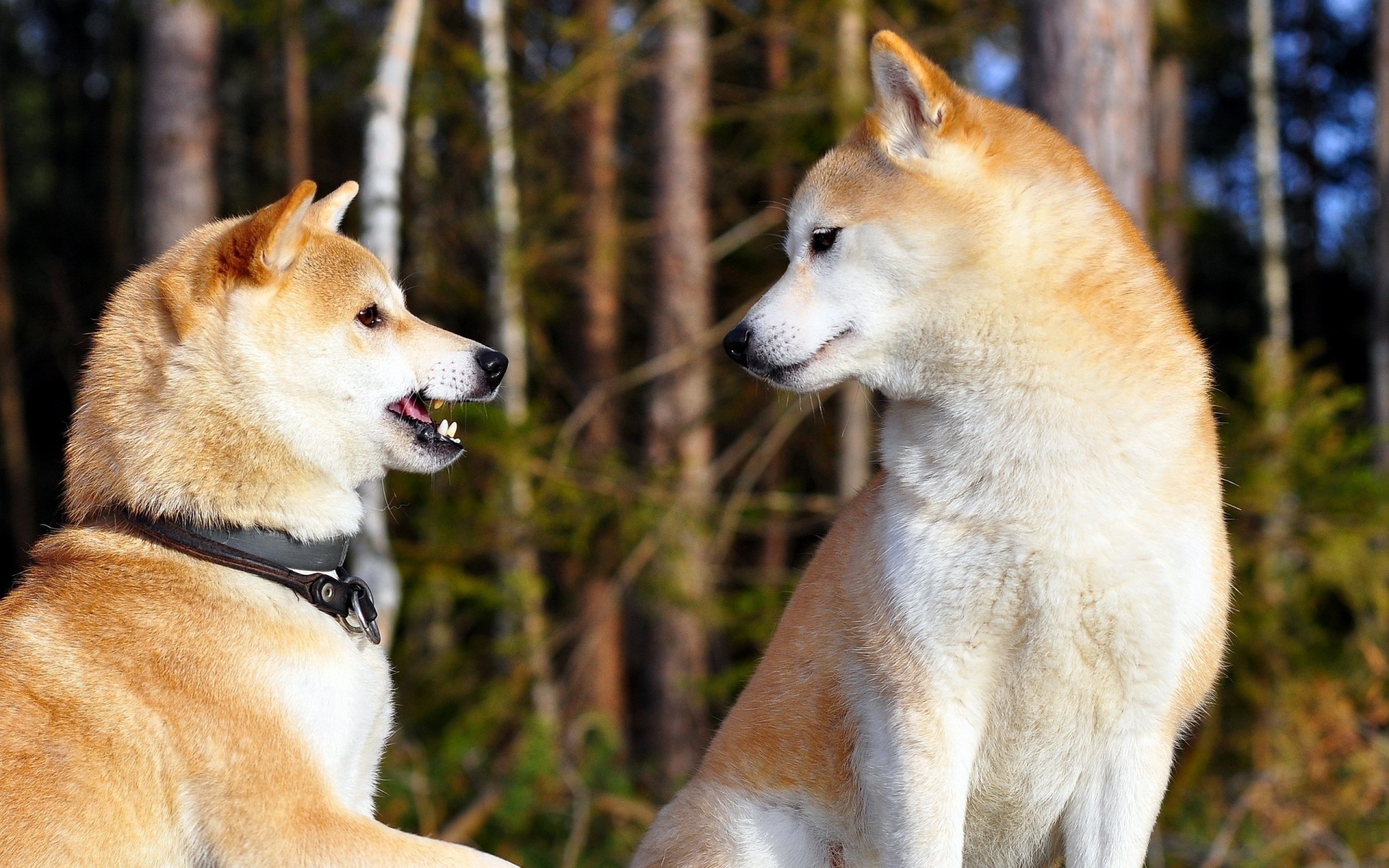 cani divertimento coppia akita-inu