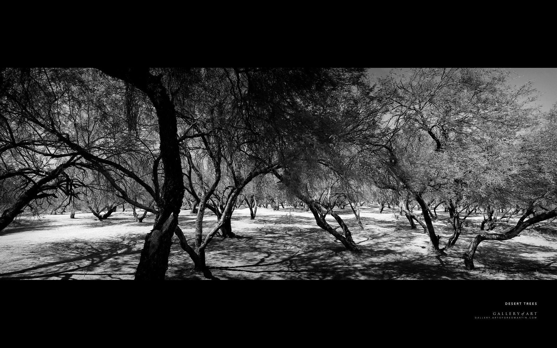 désert forêt noir et blanc