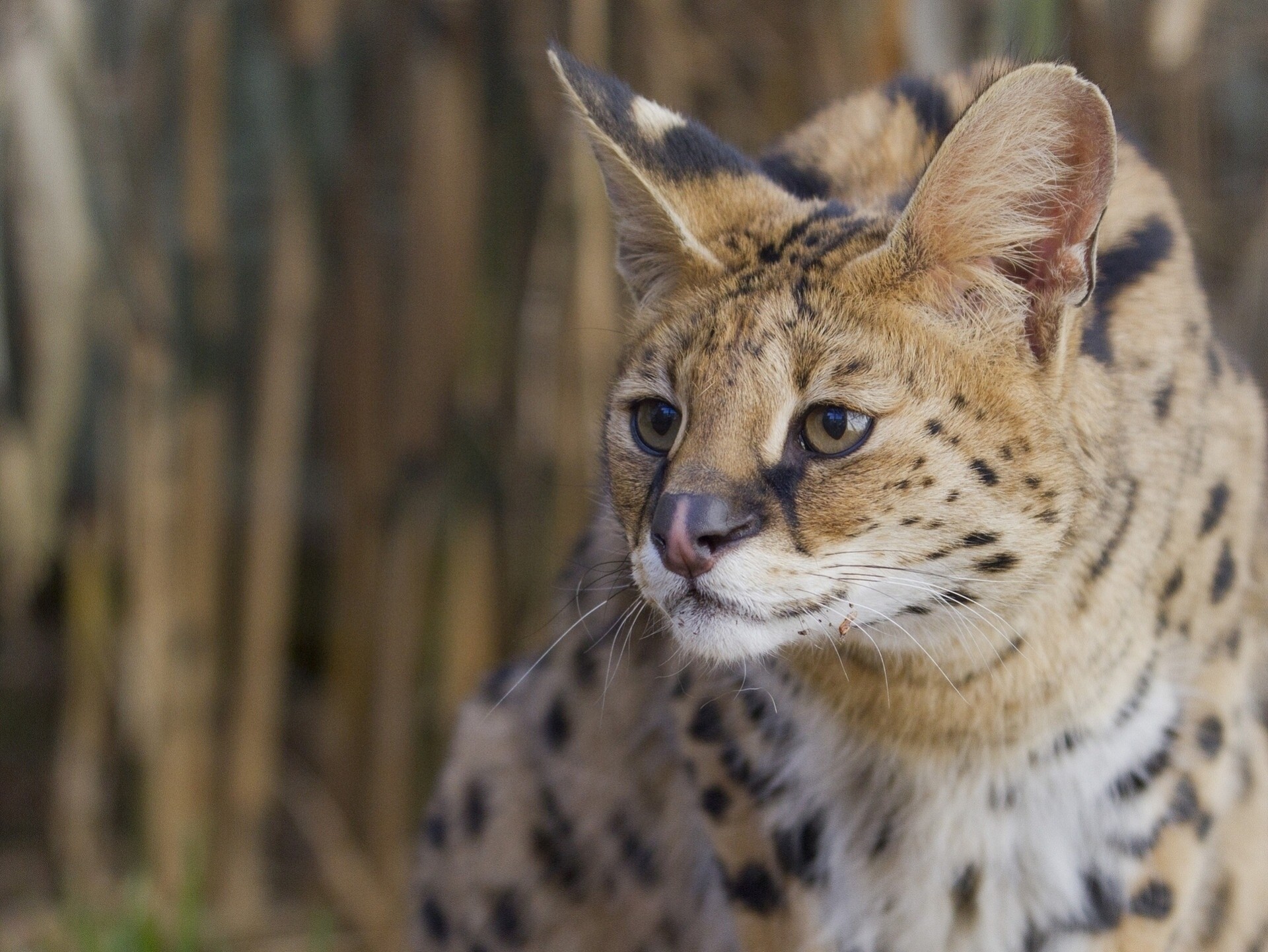 serval chat arbuste