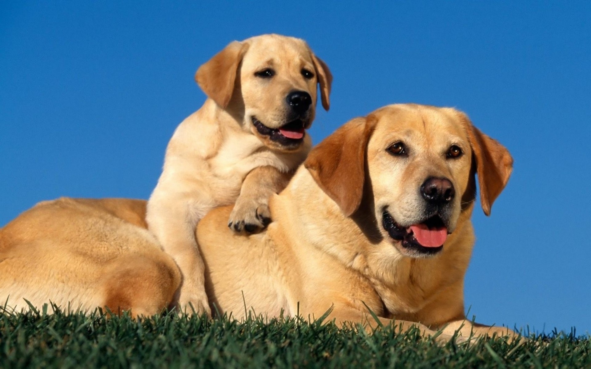 chiot labradors couple