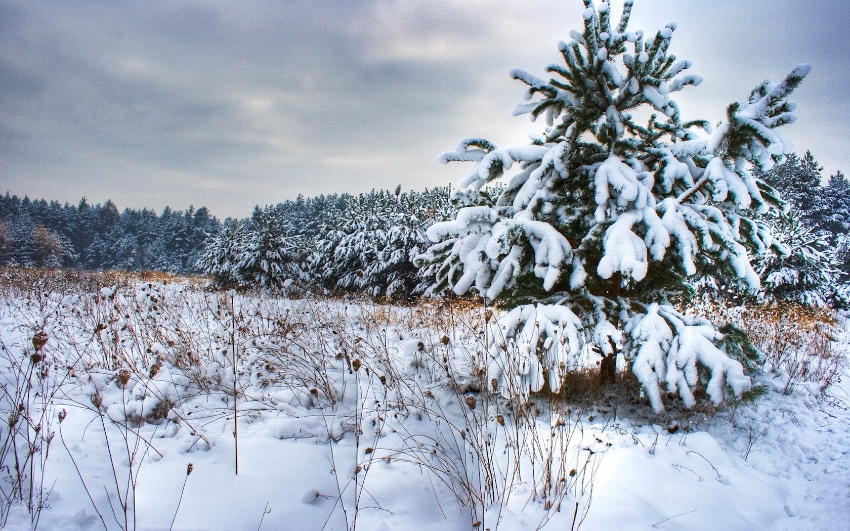 nieve invierno árbol de navidad árboles