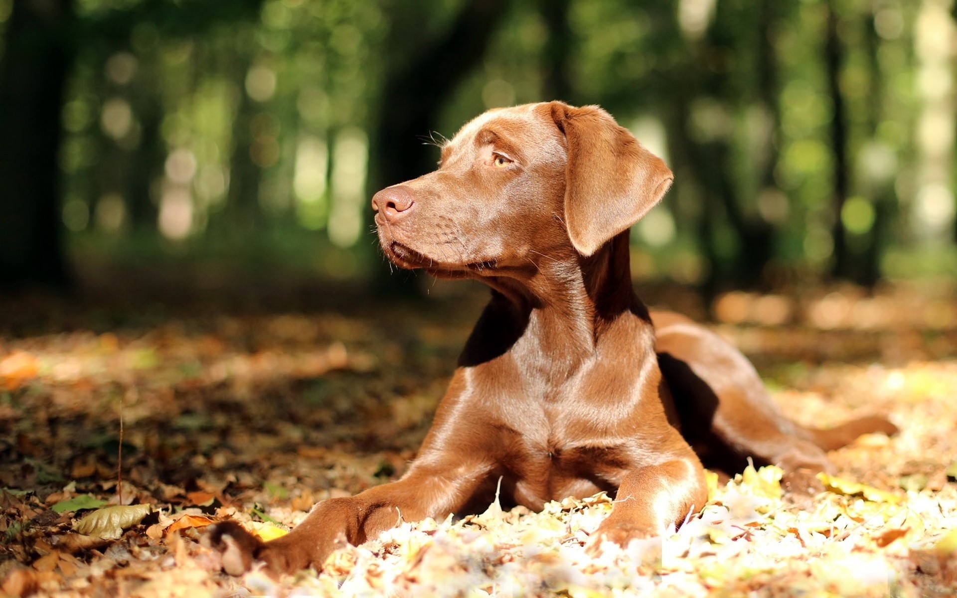 perro luz vista naturaleza