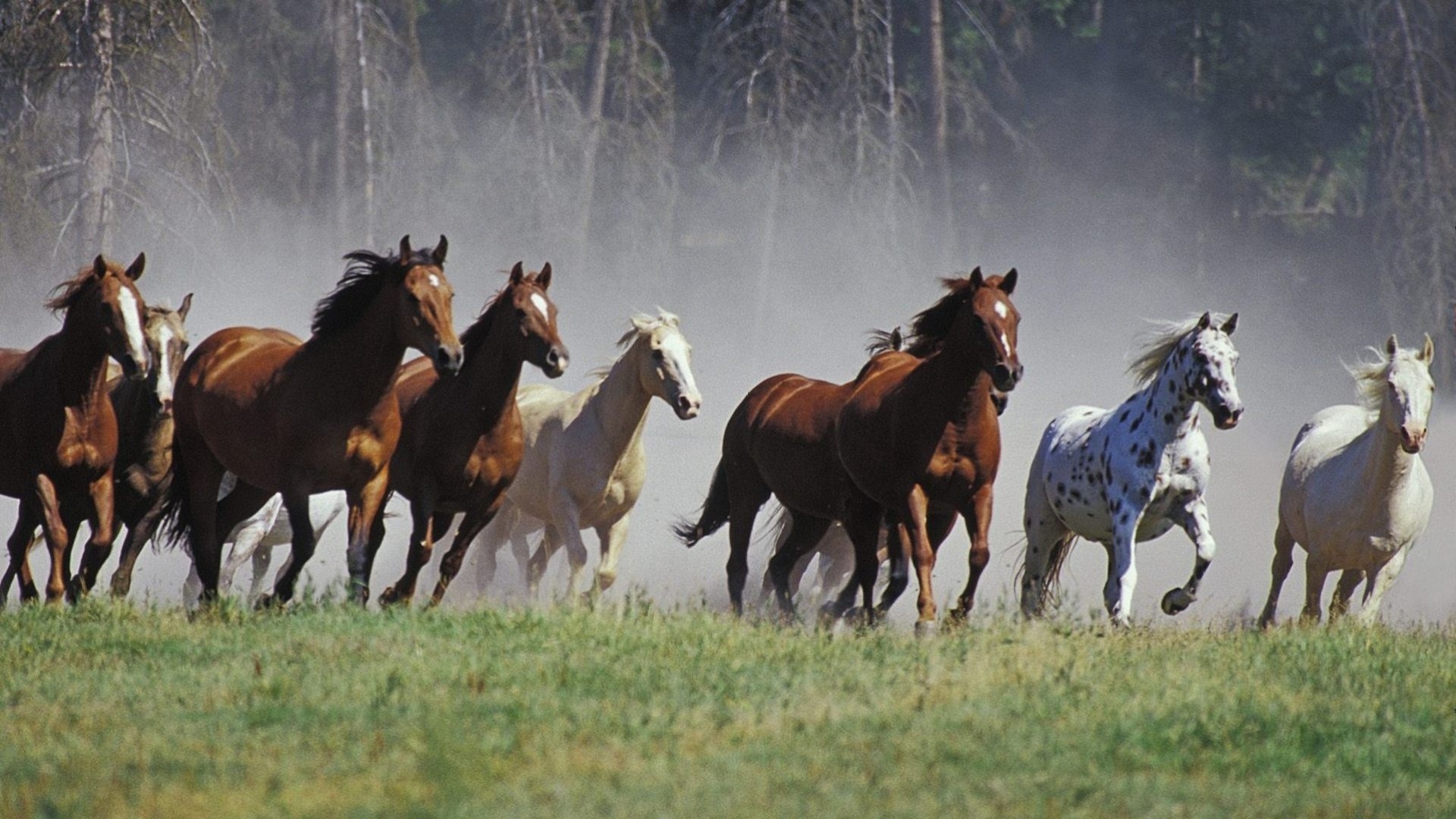 running horse