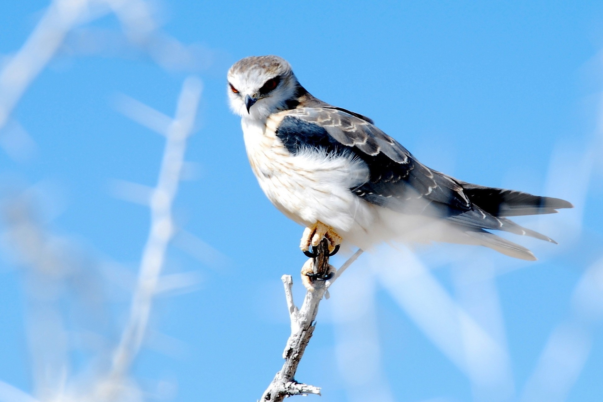 oiseaux faucon nature