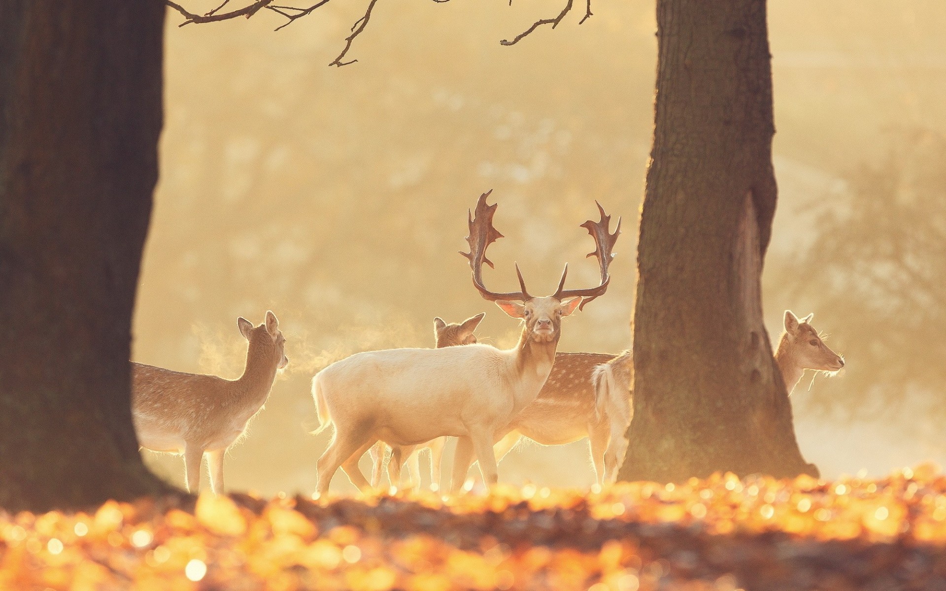 animaux forêt cerf nature