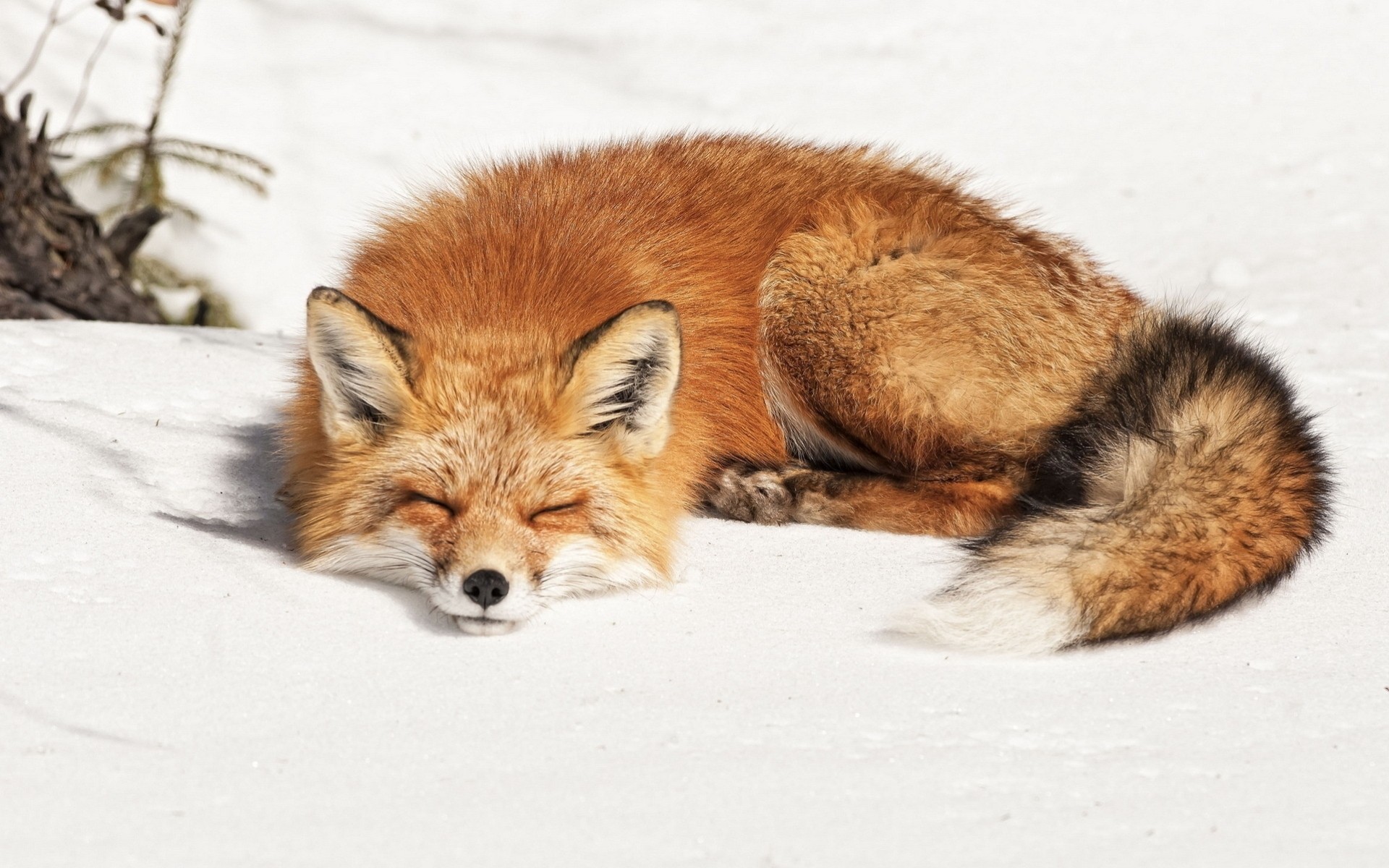 schlafen fuchs schnee schlafen