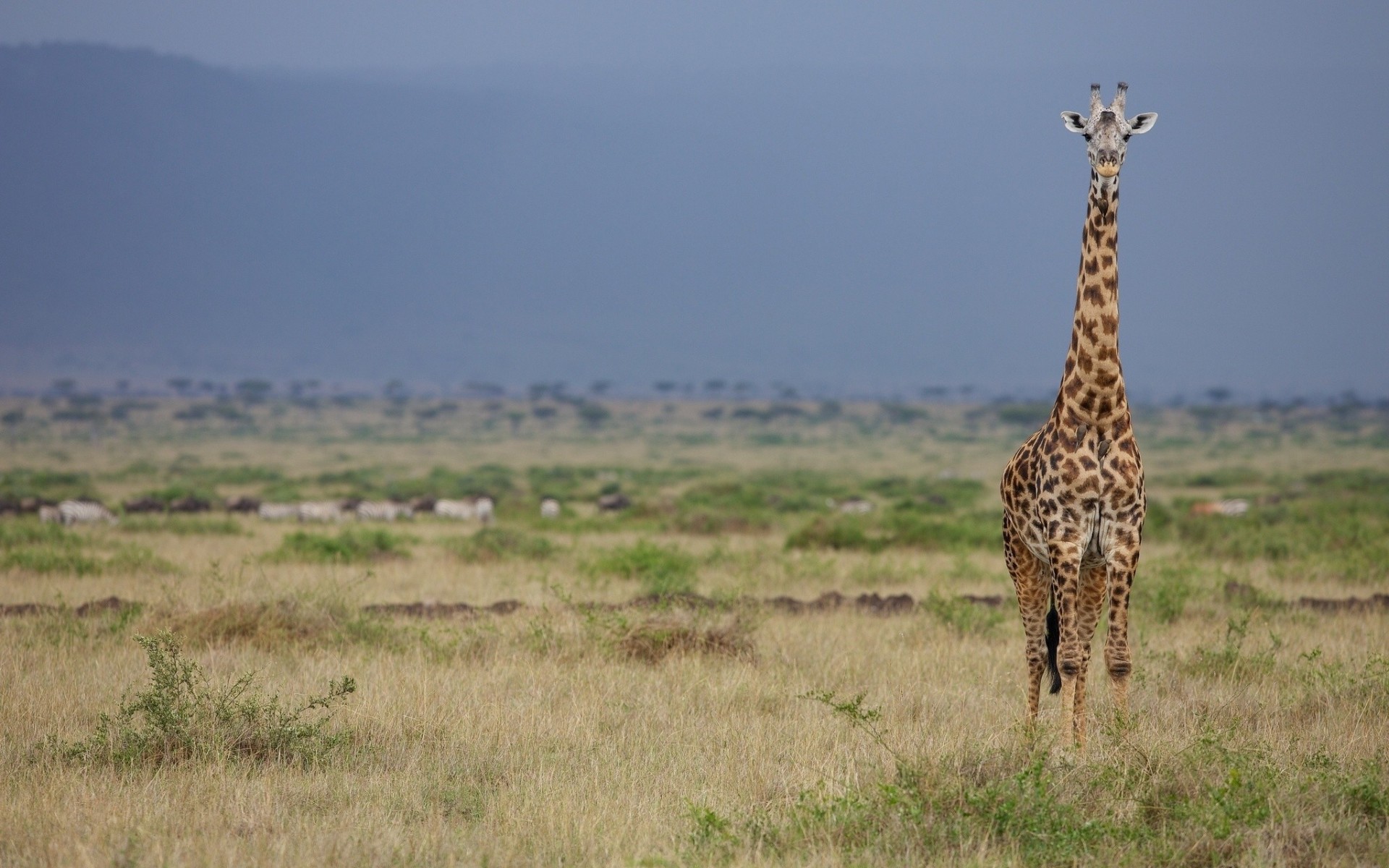 girafe savane vautour