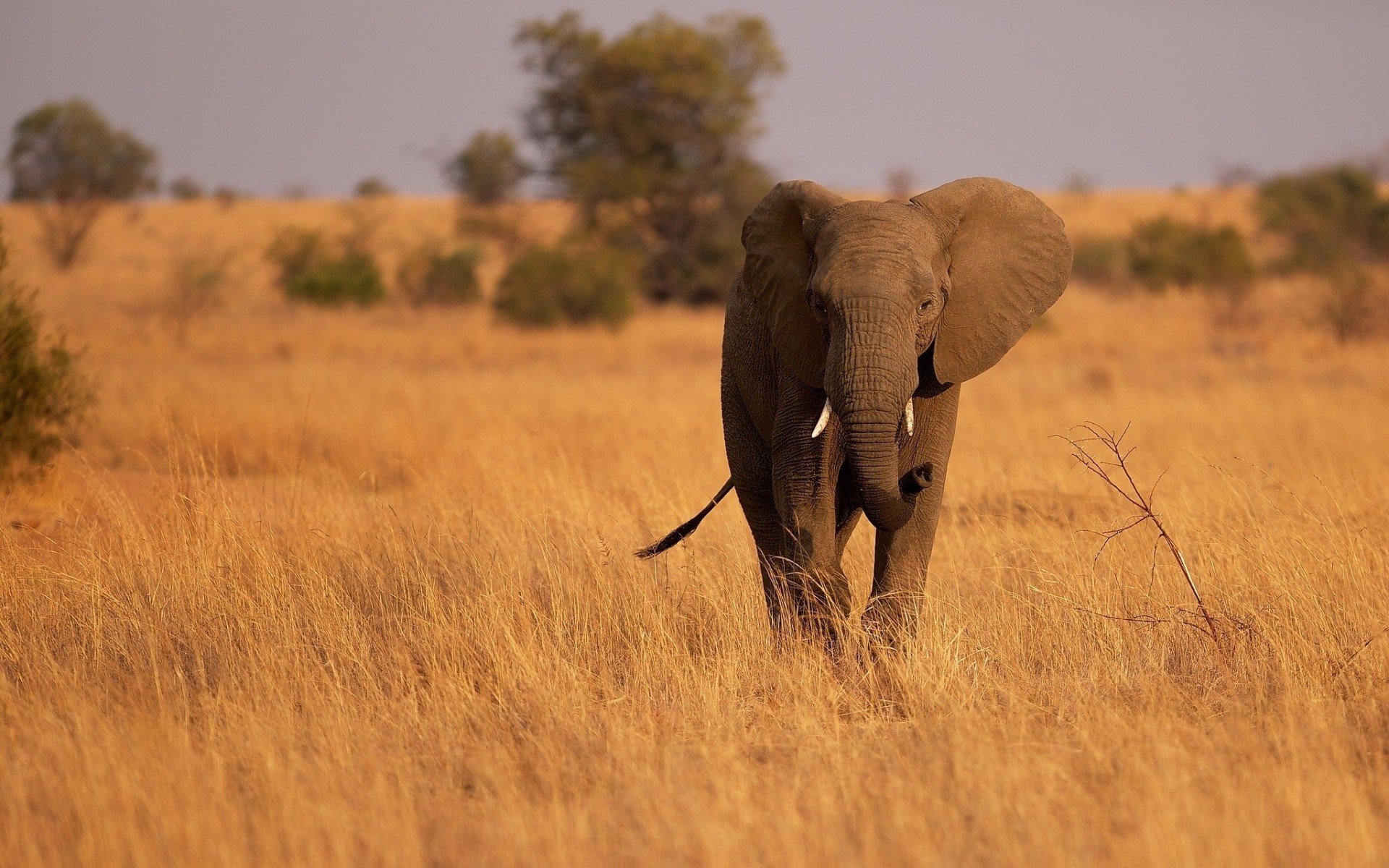 sabana elefante