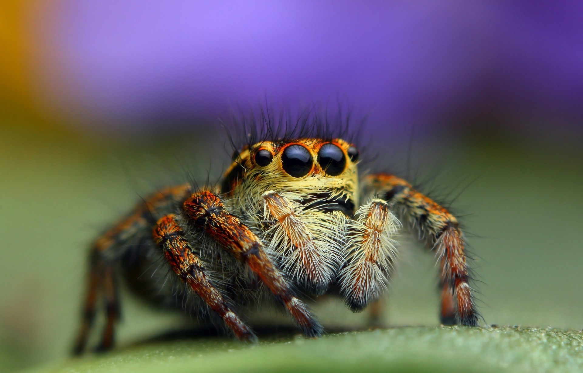 close up background spider jumper