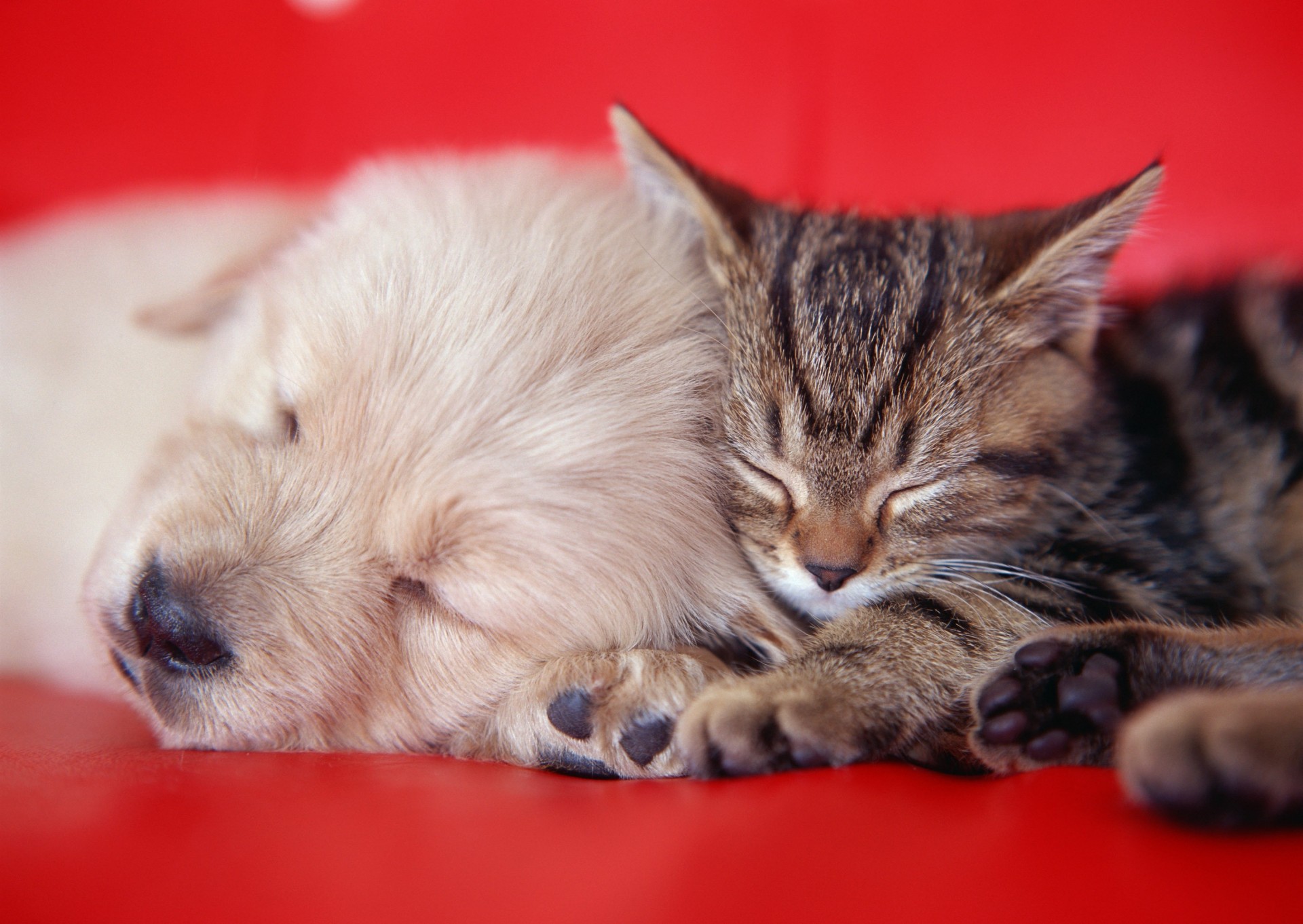 cat puppy sofa