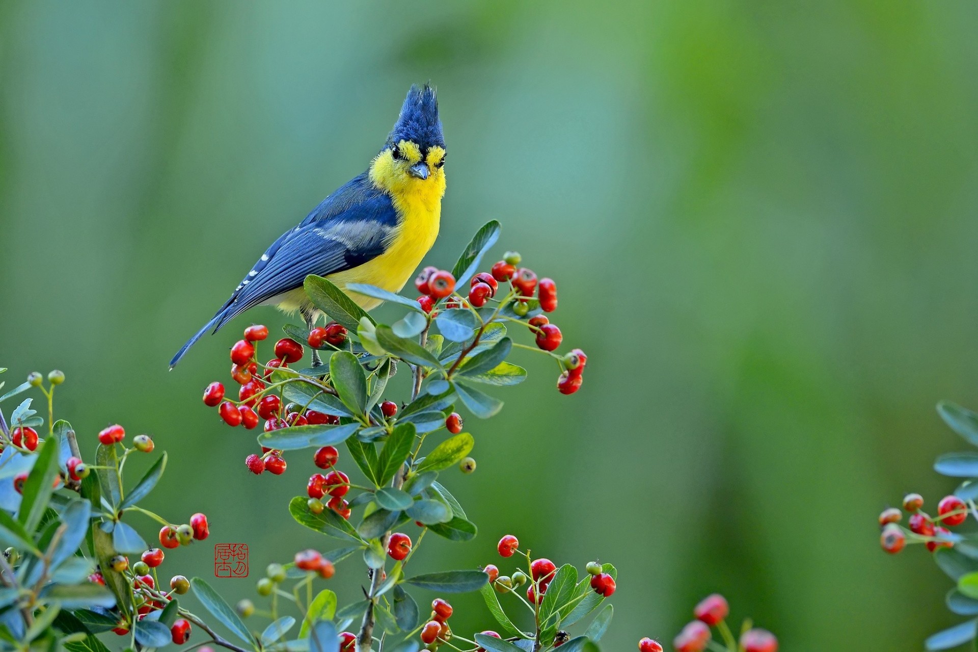 vögel beeren