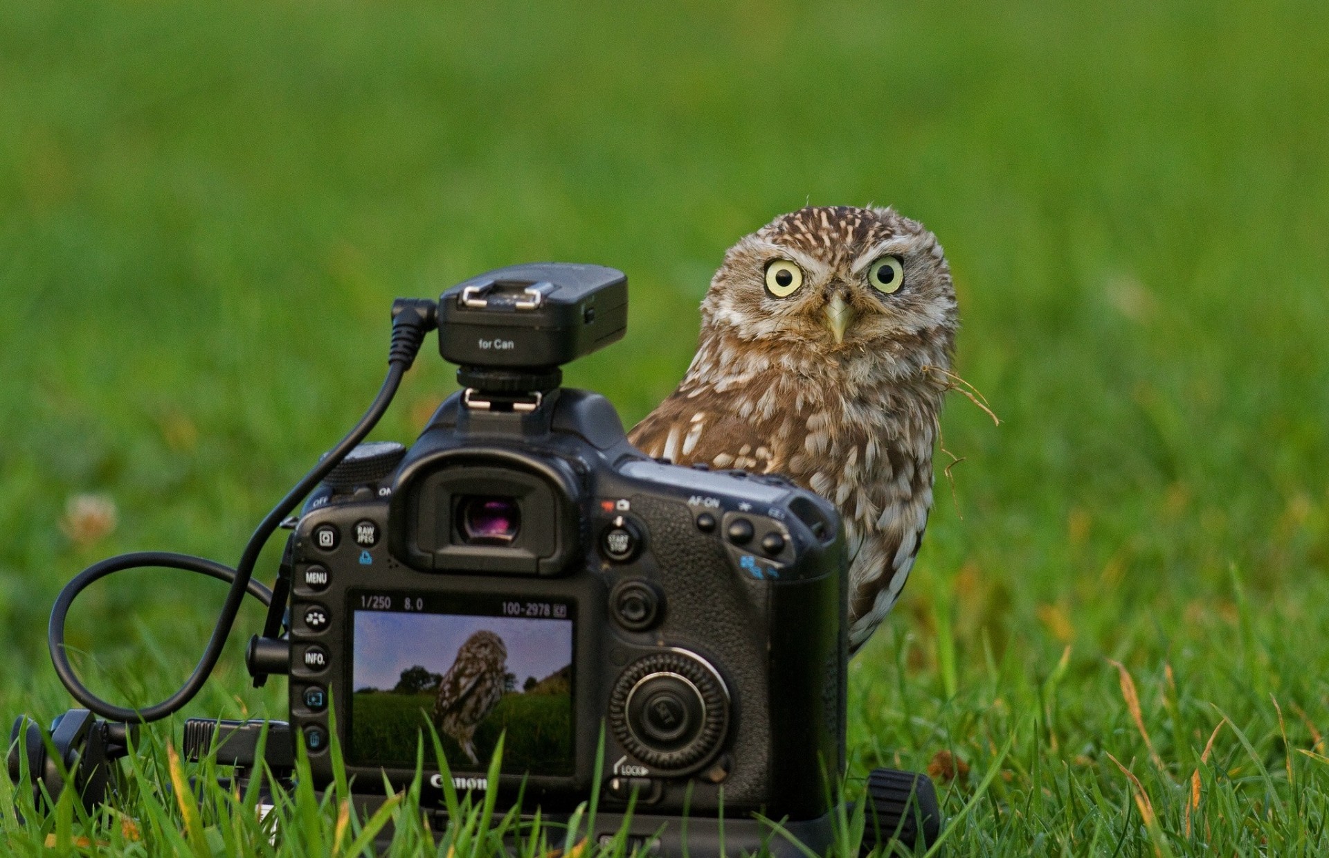 hibou appareil photo hibou de lapin eos canon