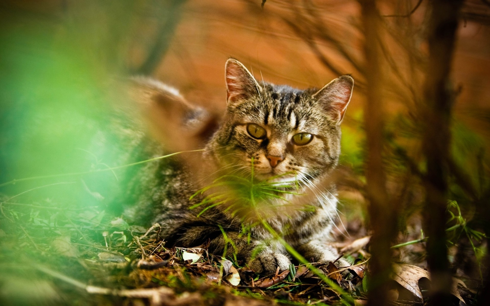 foglia autunno luce erba gatto