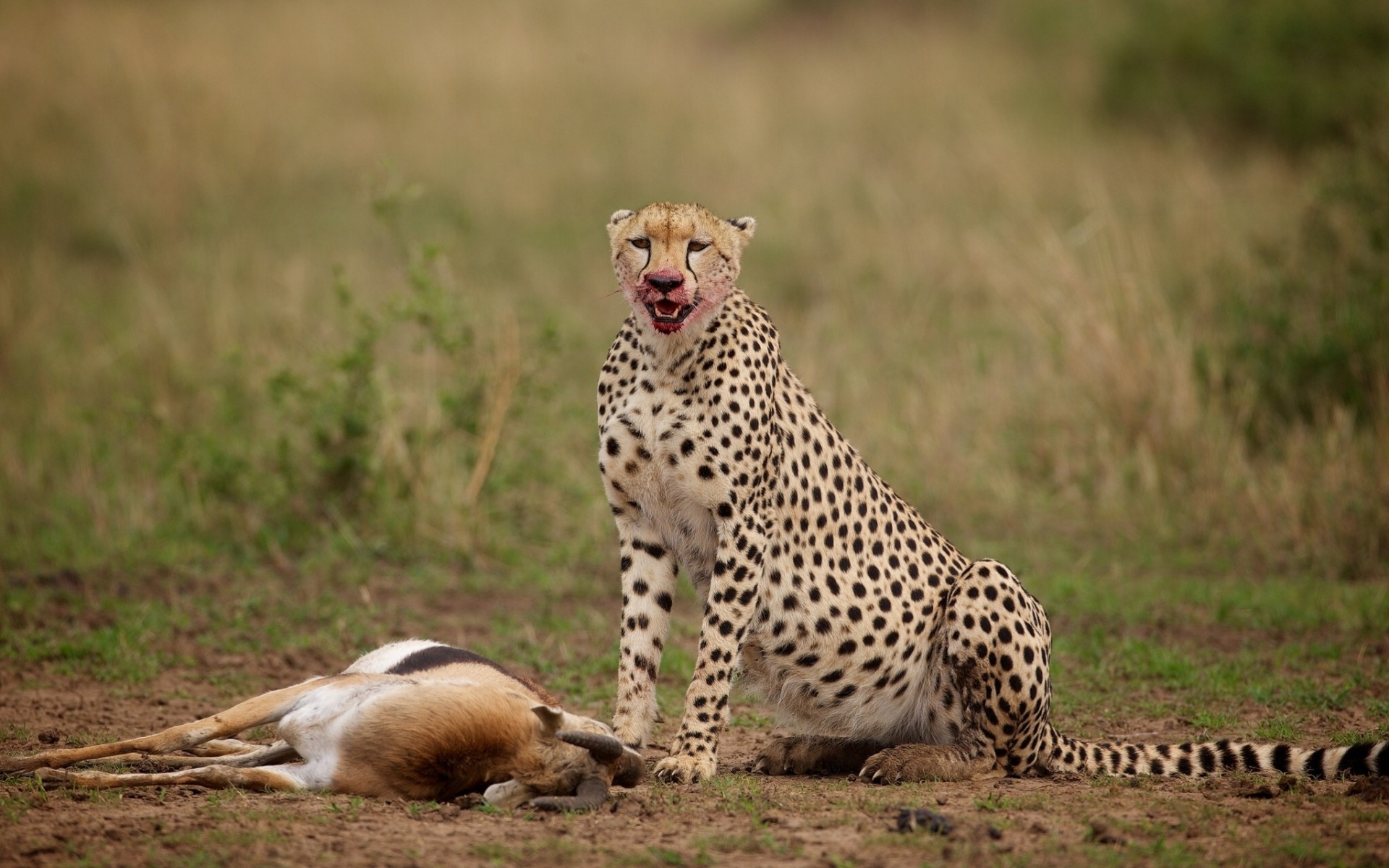 antilope proie guépard