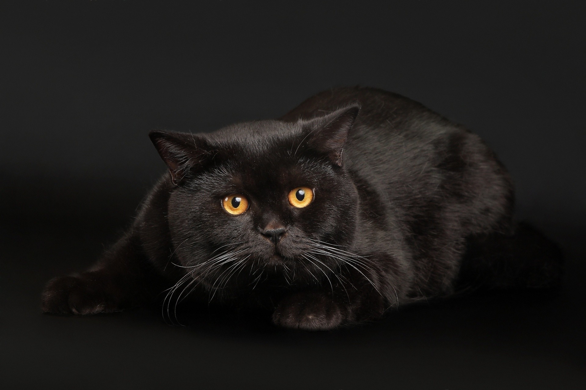 background black lit eyes cat