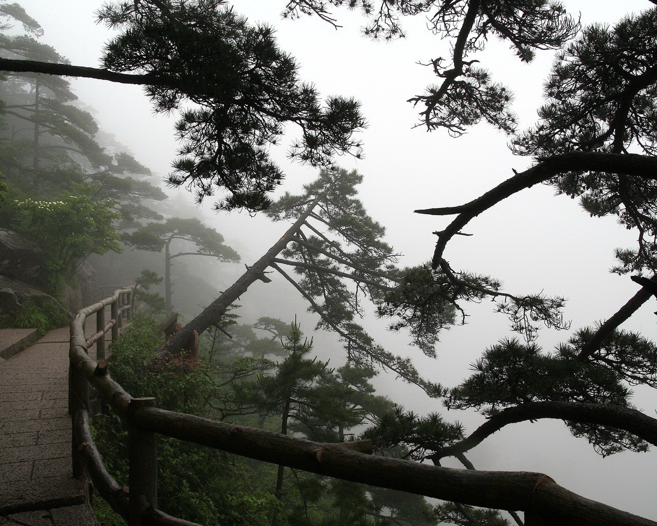 alberi sentiero nebbia