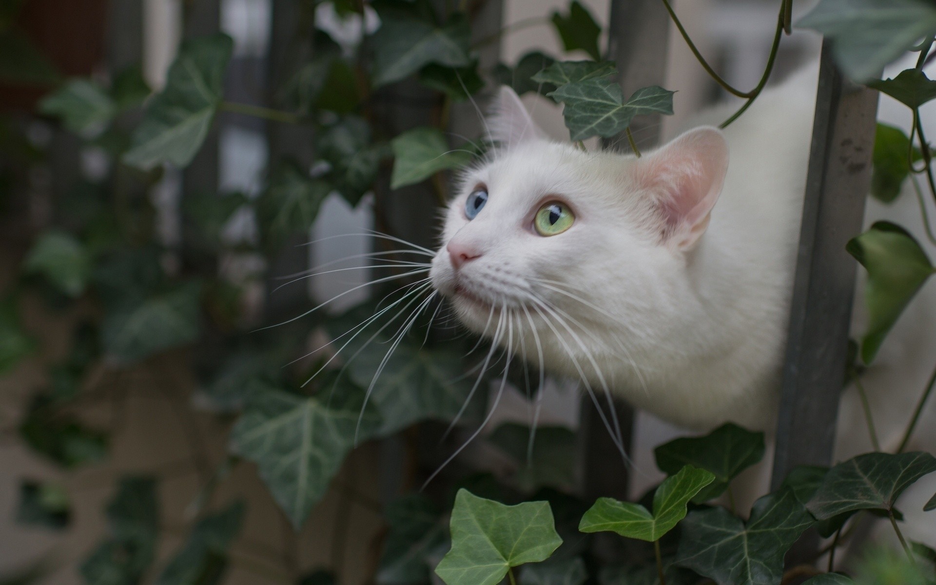 heet cat white cat fence