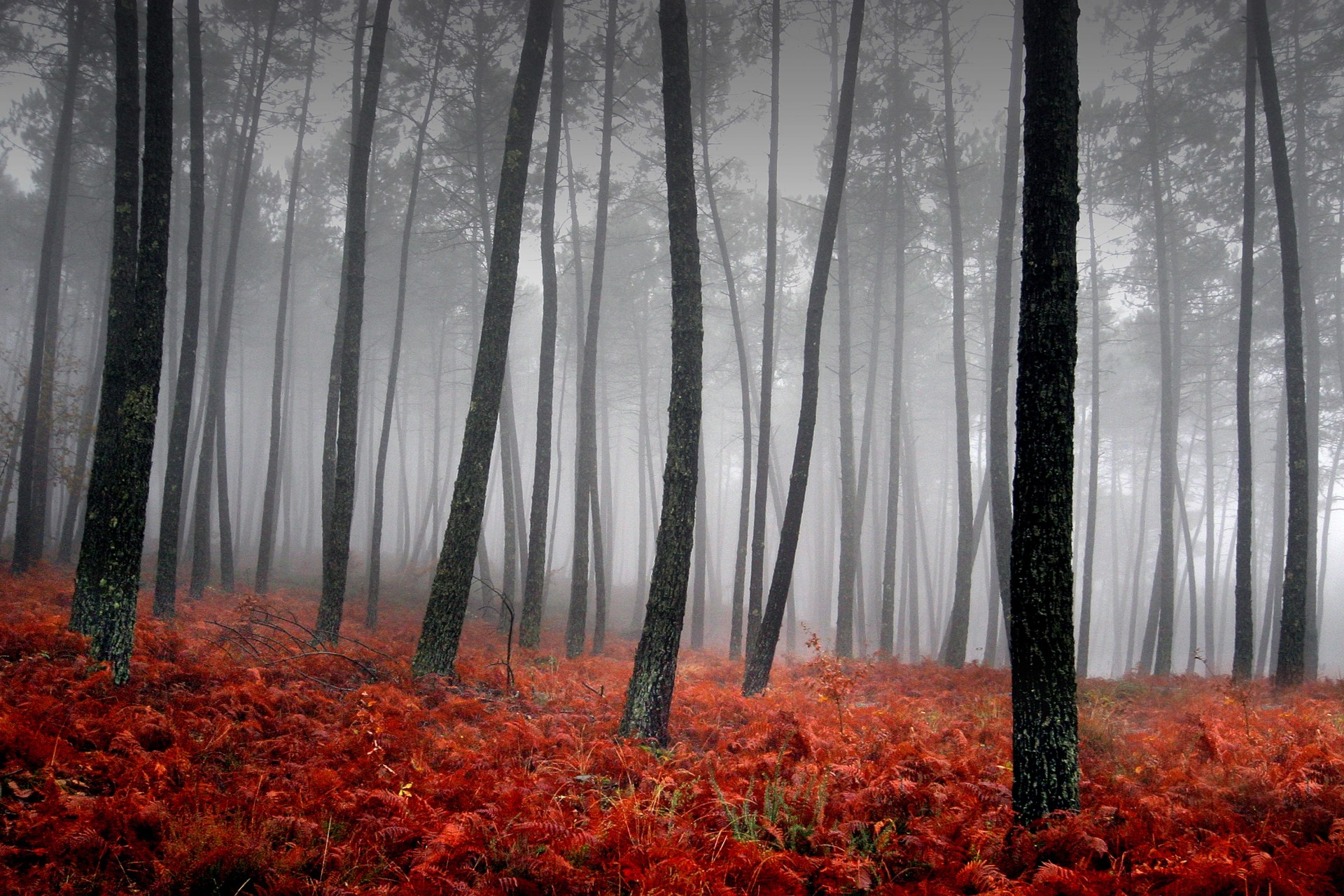 nebel bäume rot gras